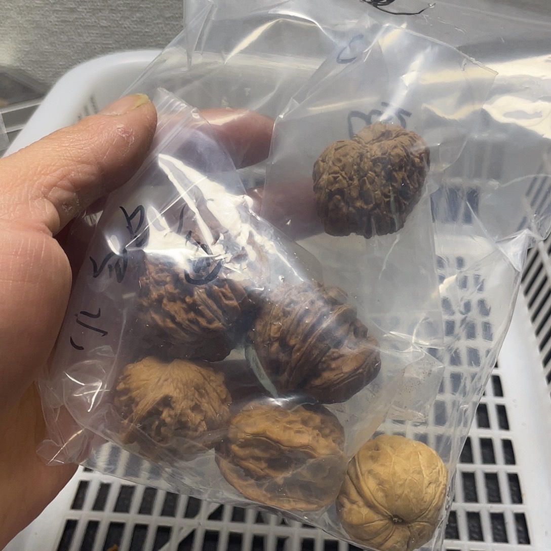 小***泡文玩核桃吊坠不退不