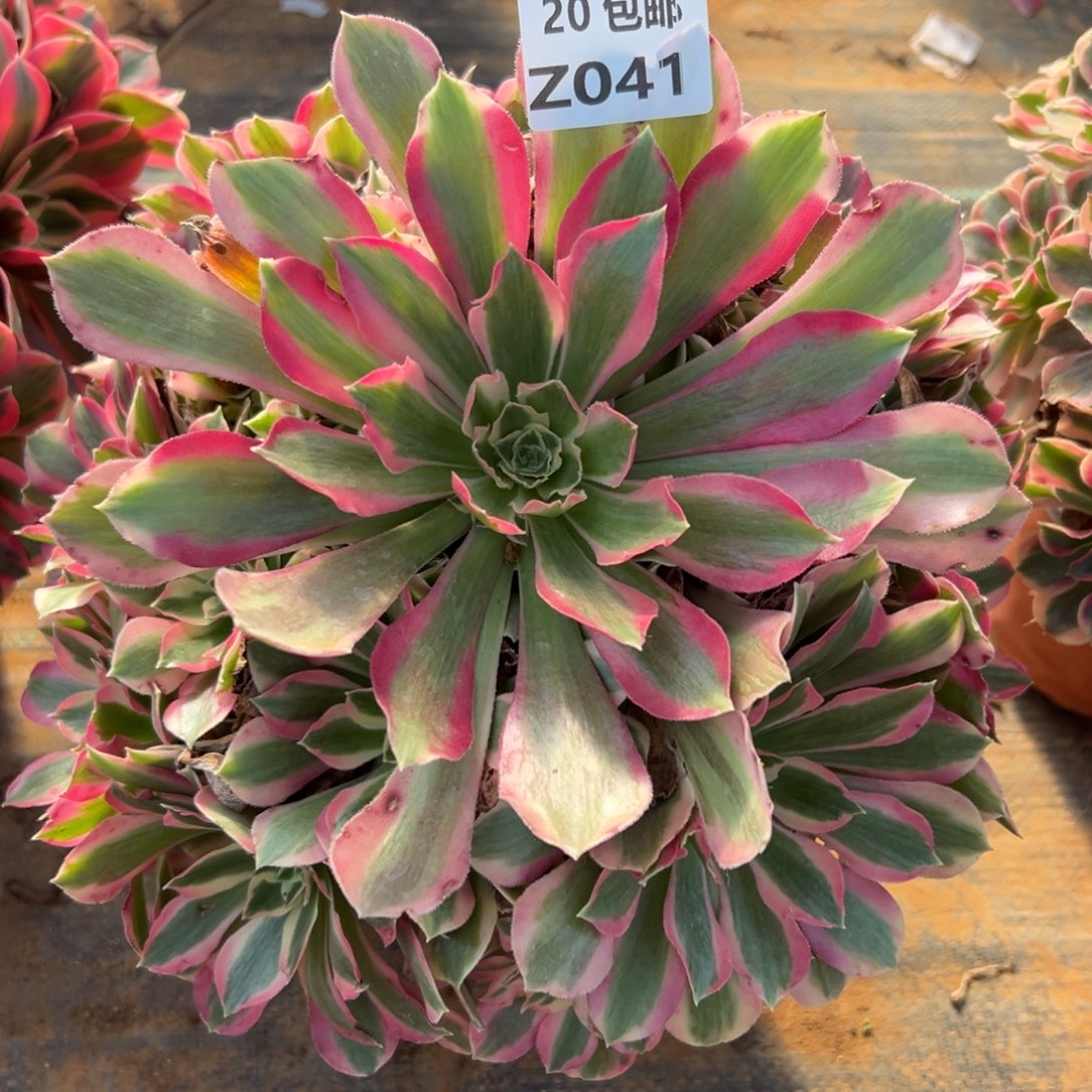 041夜罗刹，满20包邮嘟叮熊