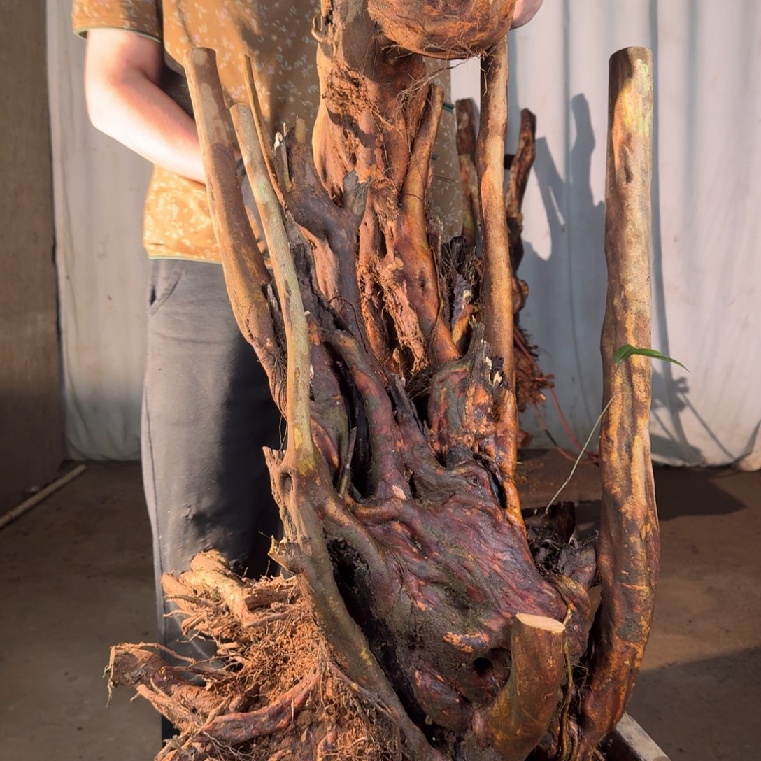 愿***风555555555555555555