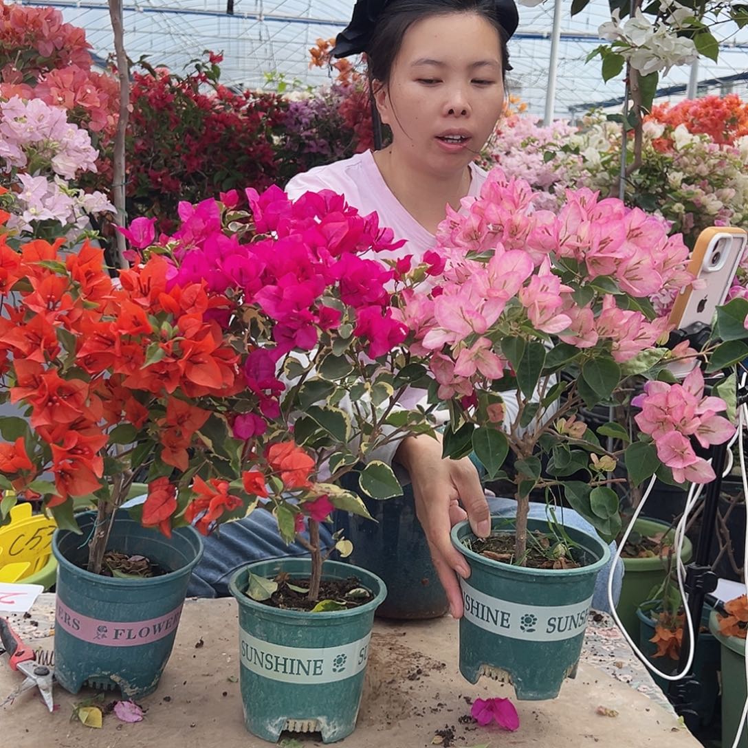 大部分花苞少量开放红桑巴，金边蓝月亮，五宝