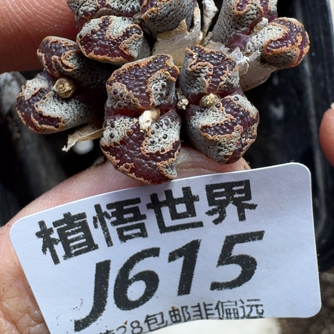 多肉植物的润泽fvbjj