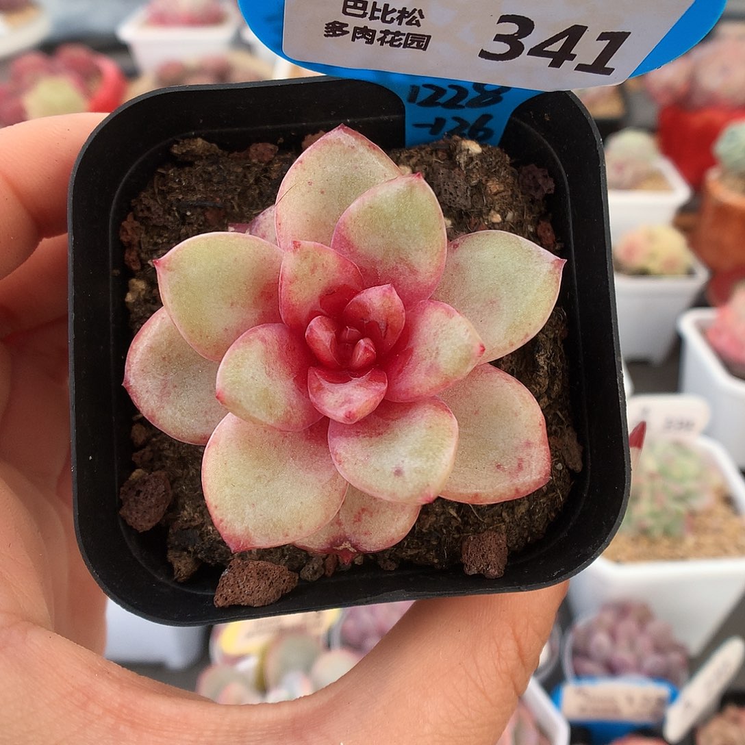 341德国香槟多肉植物