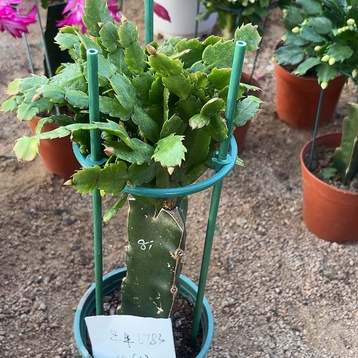 用***鱼当前无花栽培后可以开花