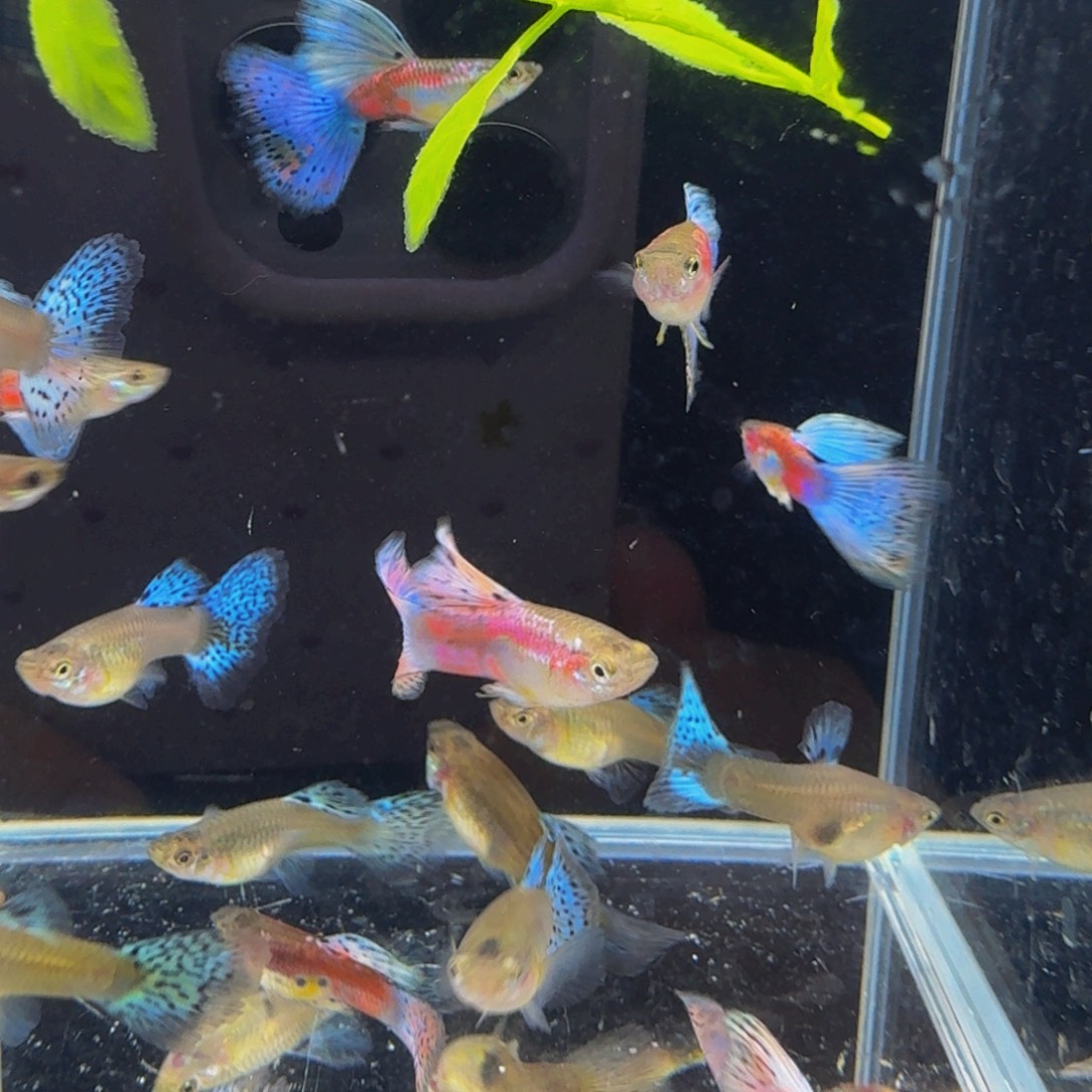 孔雀鱼红草孔雀6条3对