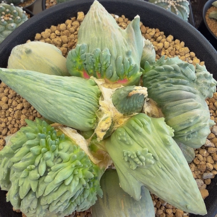 巨大型龙形外星怒锦