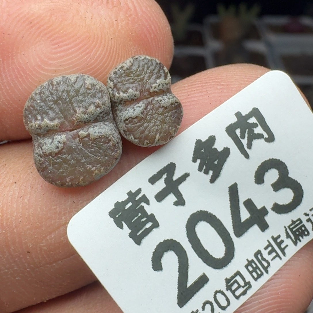超碟。    两颗。               
