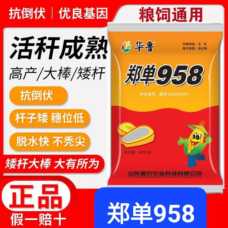 国审正品玉米种抗病抗倒高产细轴改良耐高温春夏南北通种郑单958