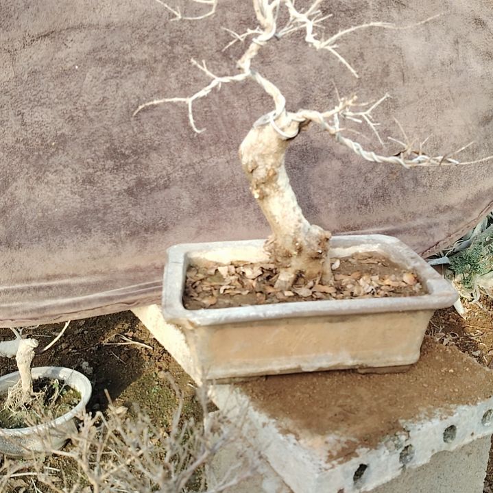 完全开放石榴盆景