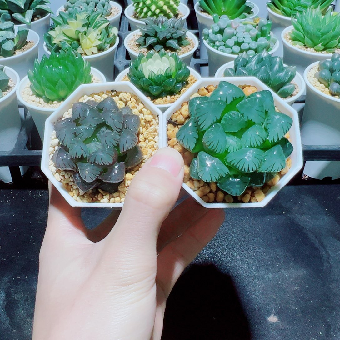 开播福利，紫冰灯，大窗冰灯，9.9