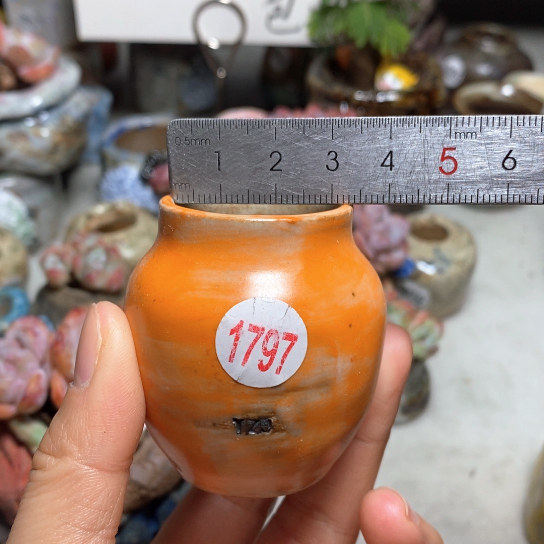 花盆拍5送一个小礼物