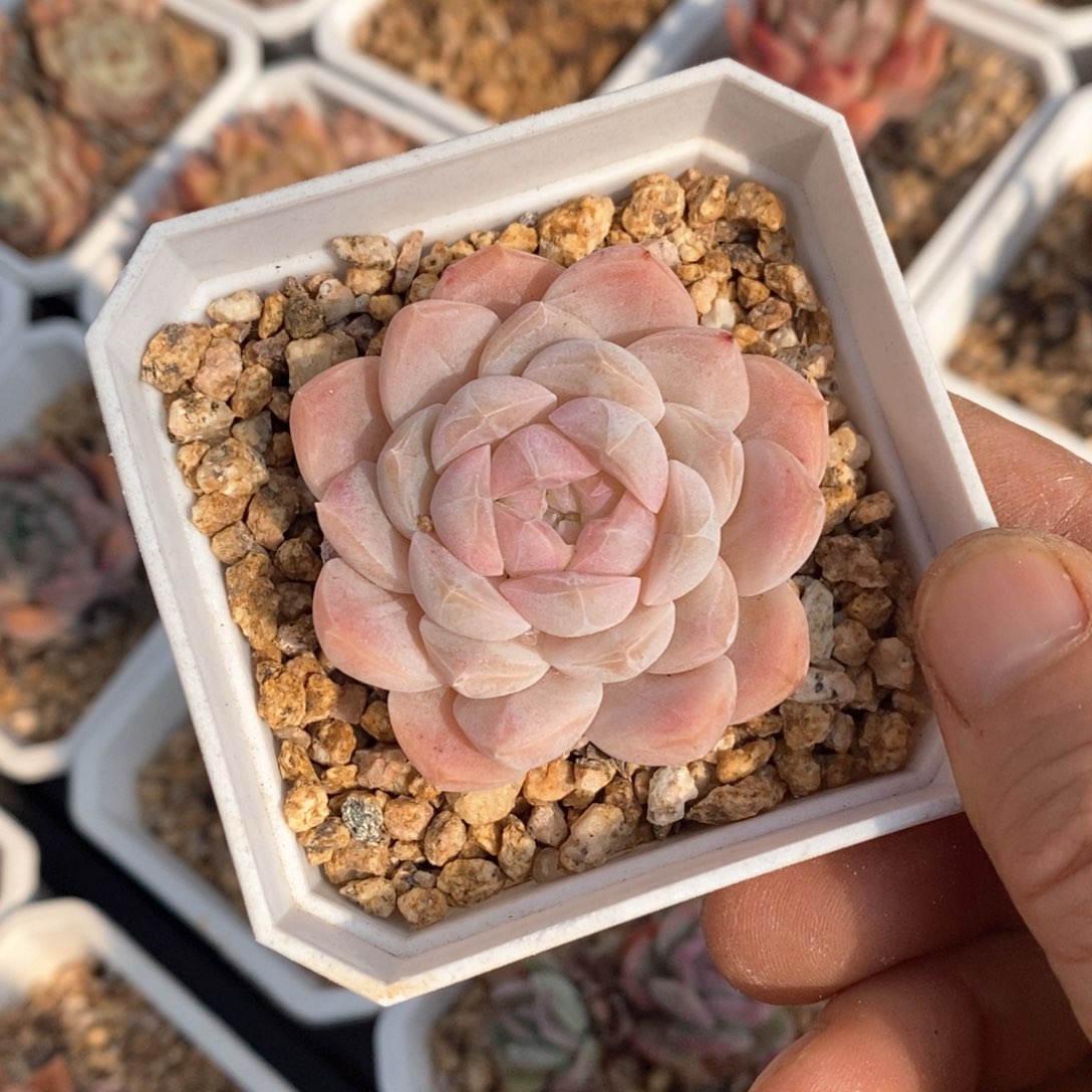 精品多肉一物一拍不包整164