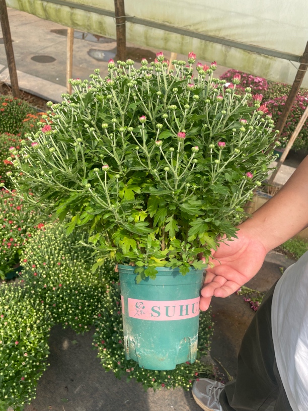 《胭脂粉》千头菊盆栽花苗易爆盆多季开花带花苞好养易活多年生