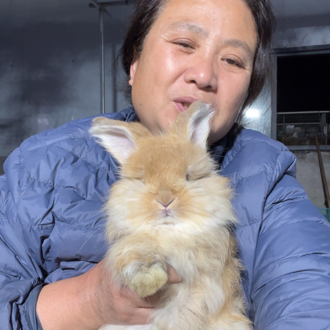 双血统英系安哥拉兔子