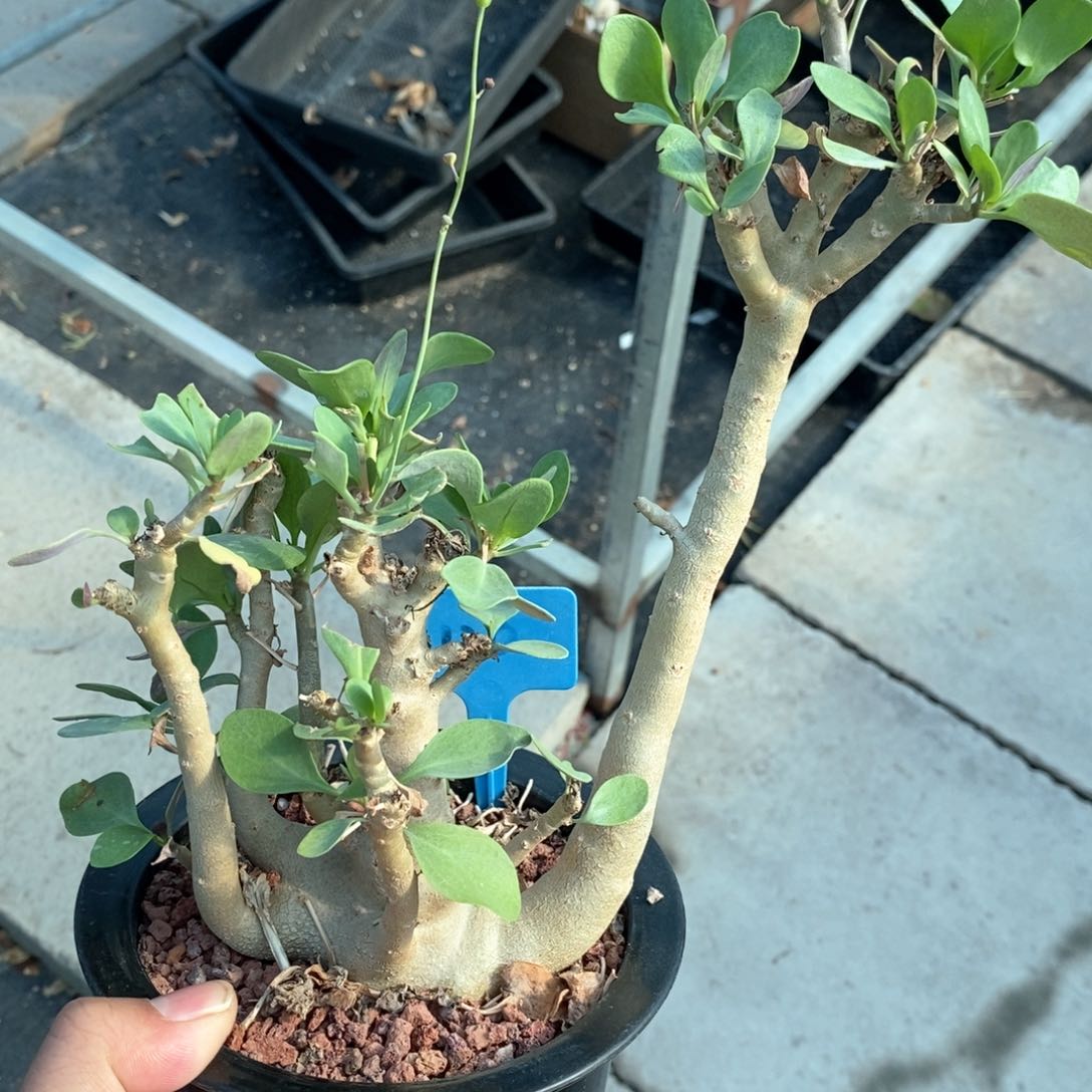 美尻侯钝菊多肉植物