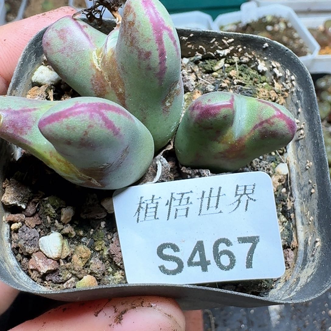 467号多肉植物哇v v