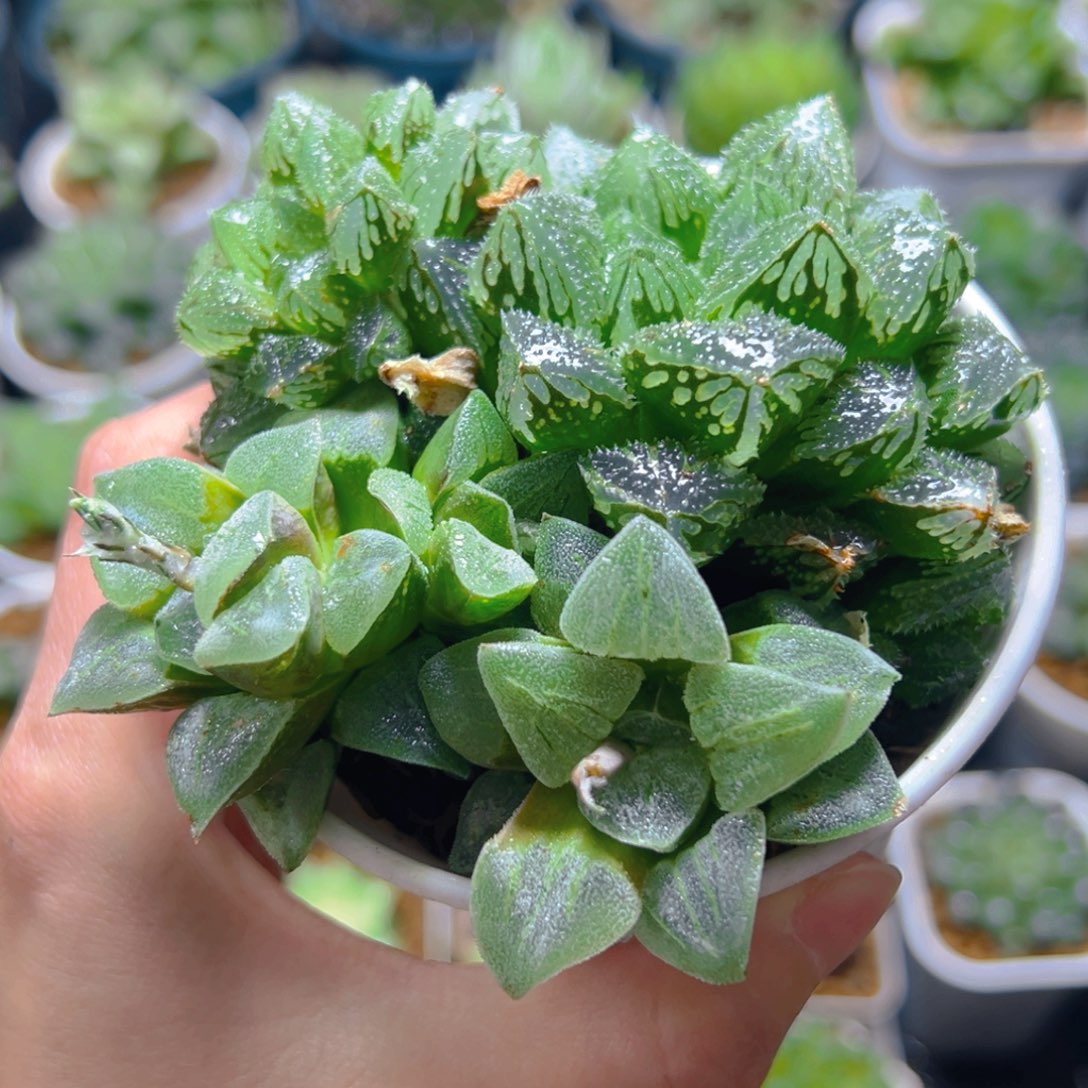 万象盆拼盘玉露多肉多肉1