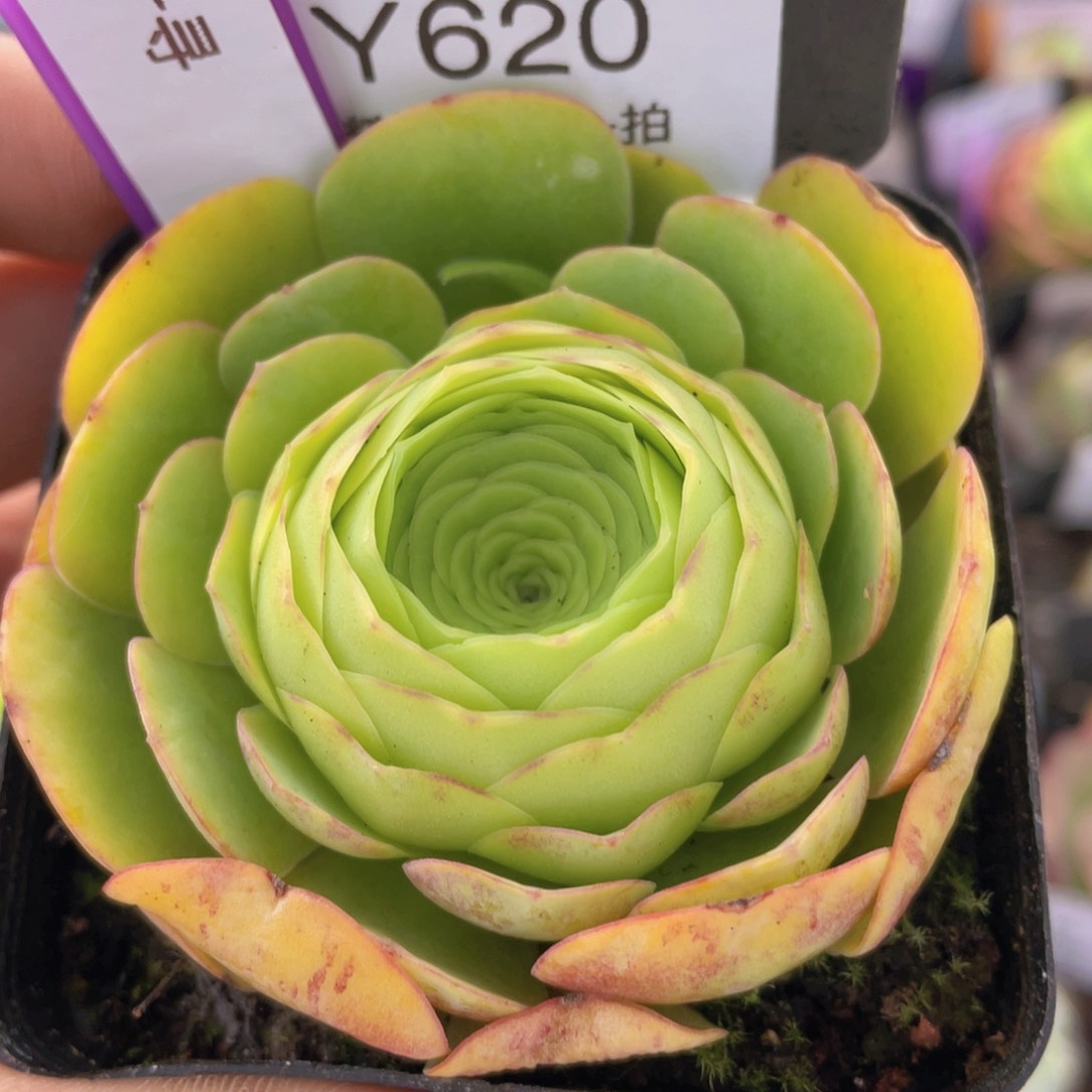 千寻多肉620一物一拍