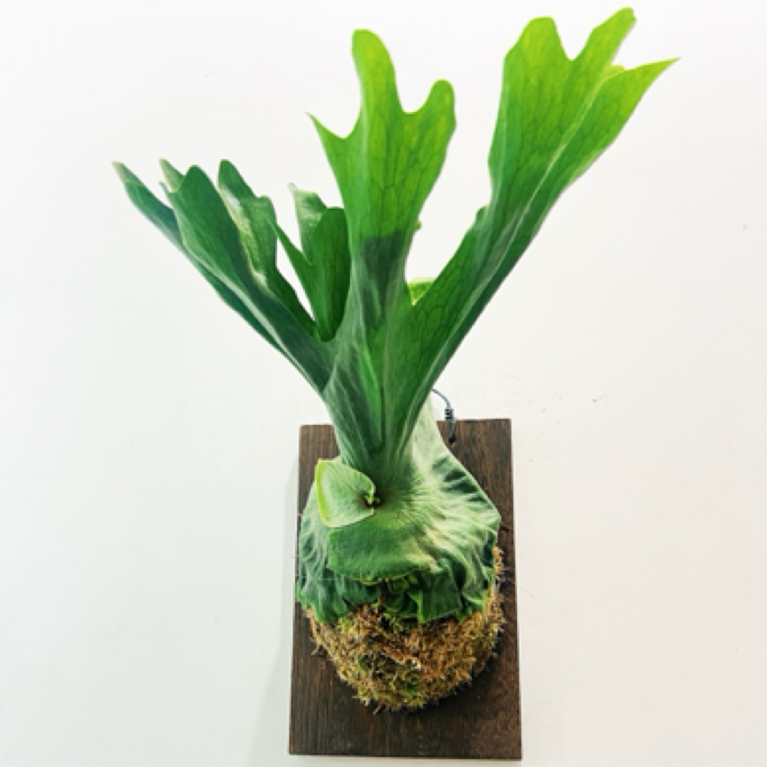 女王鹿角蕨Platycerium wandae稀有鹿角蕨墙面大型绿植