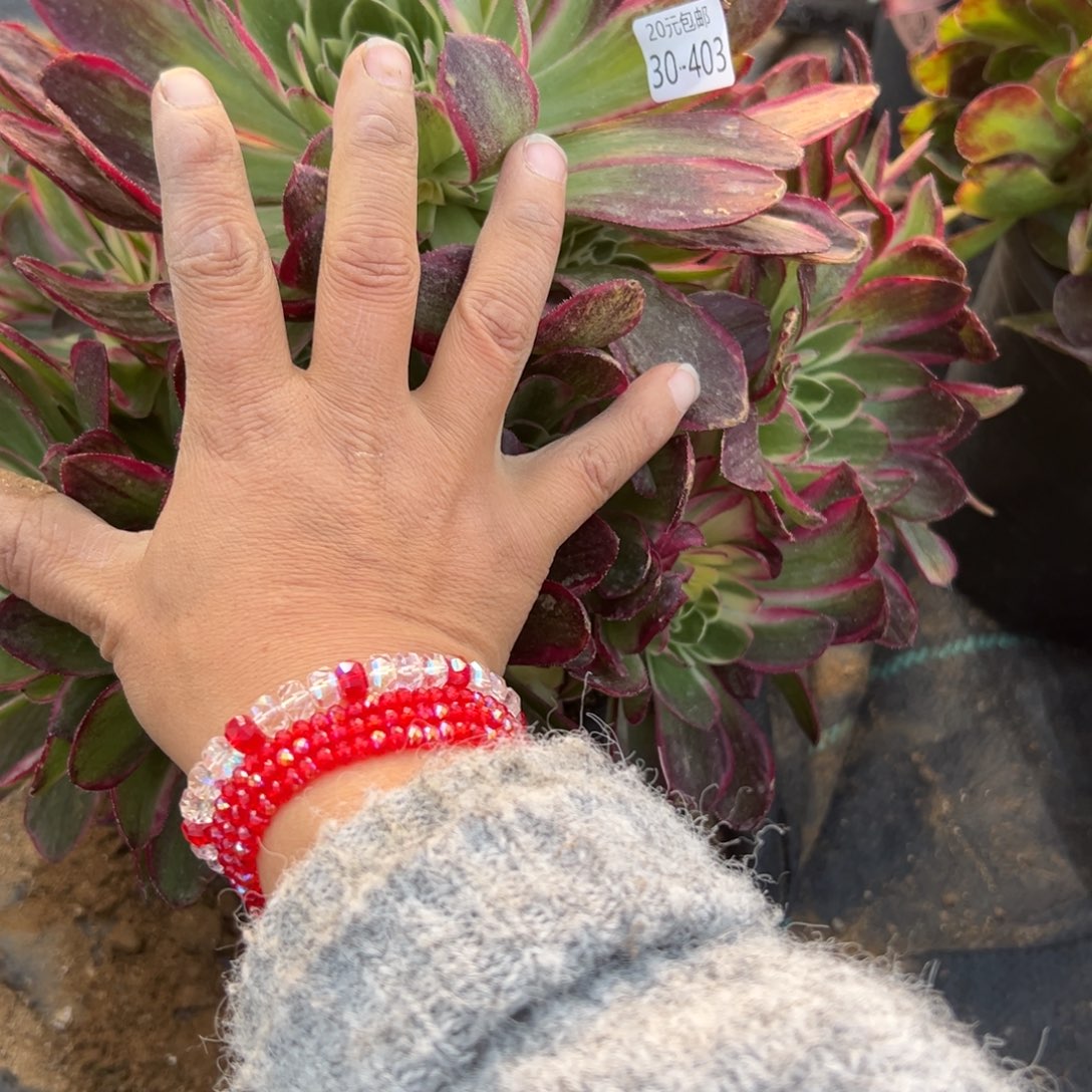 403粉海王多肉多肉