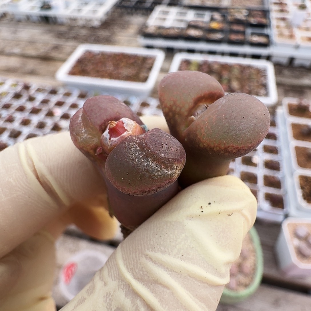 山***.多肉植物福利风铃116