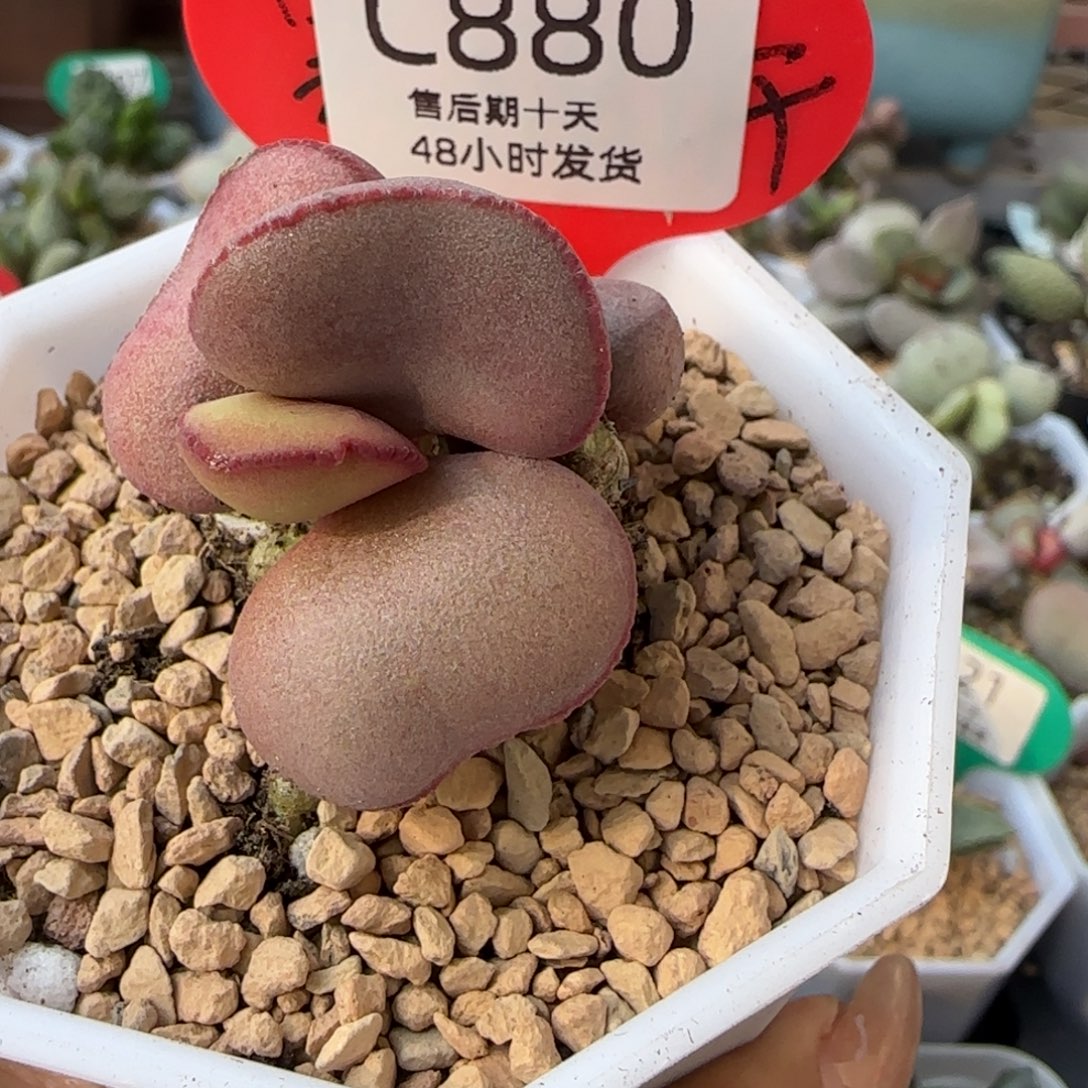 福利多肉水泡。  880。  