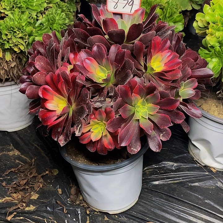 凤冠老桩捧花879号