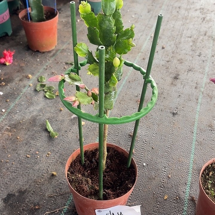 S***）当前无花栽培后可以开花