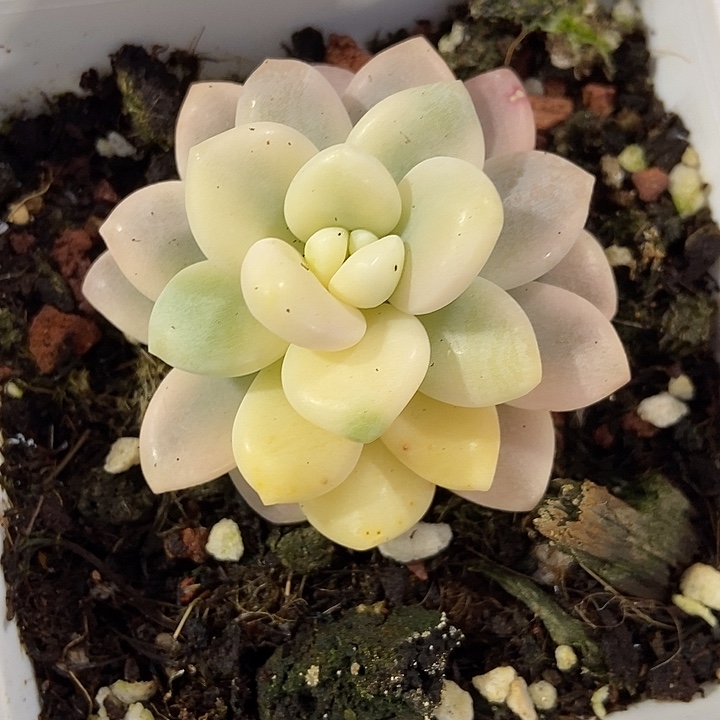 多肉植物洛神锦964多肉