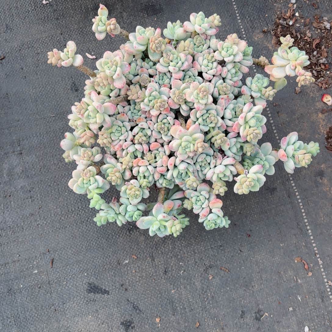 不***定劳尔9-5。       