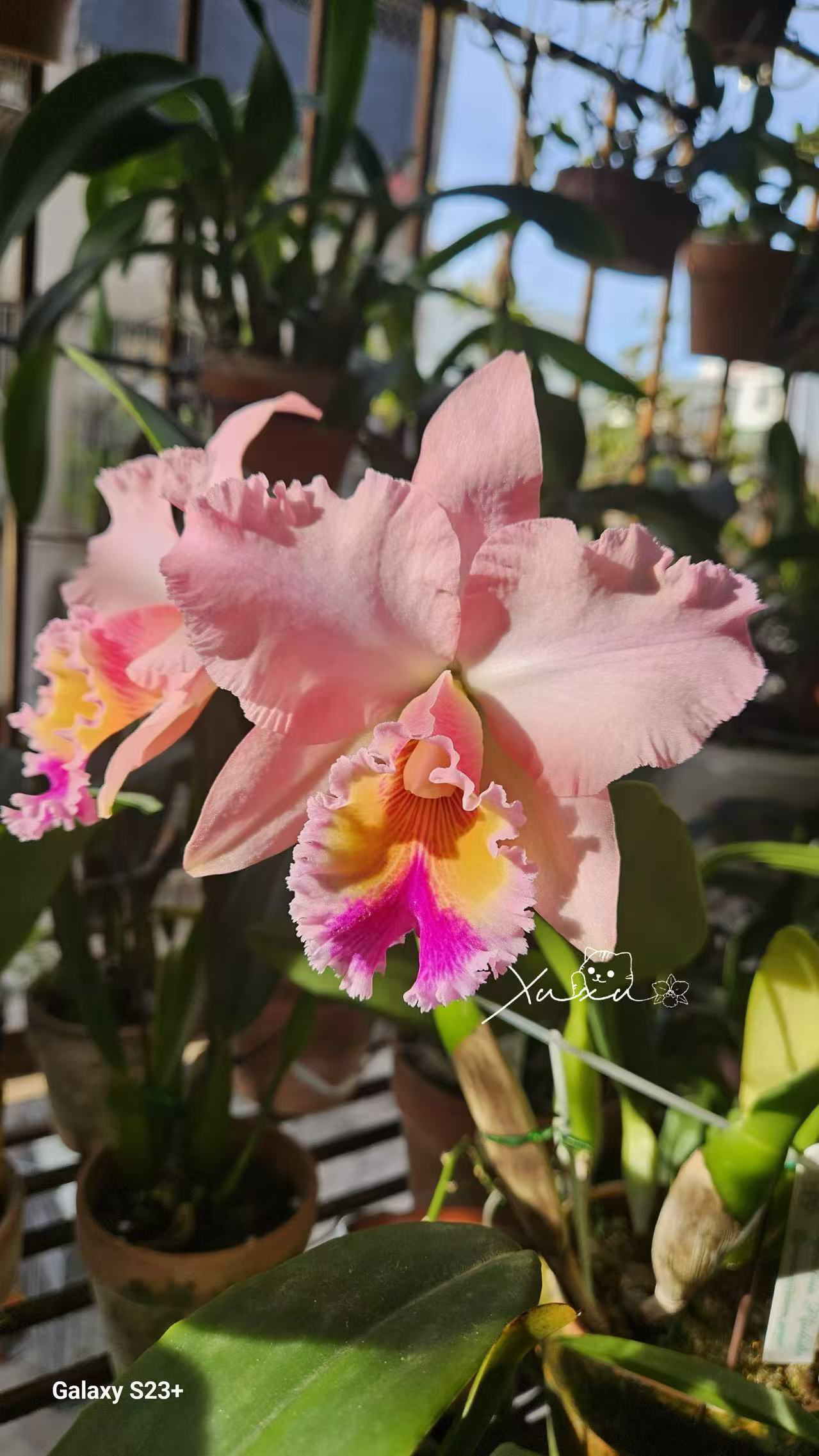 福香花业卡特兰 乔治国王