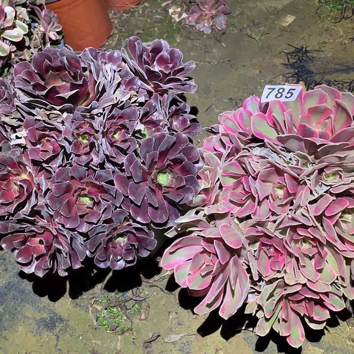 年*多肉植物断枝不包785女妖花呐