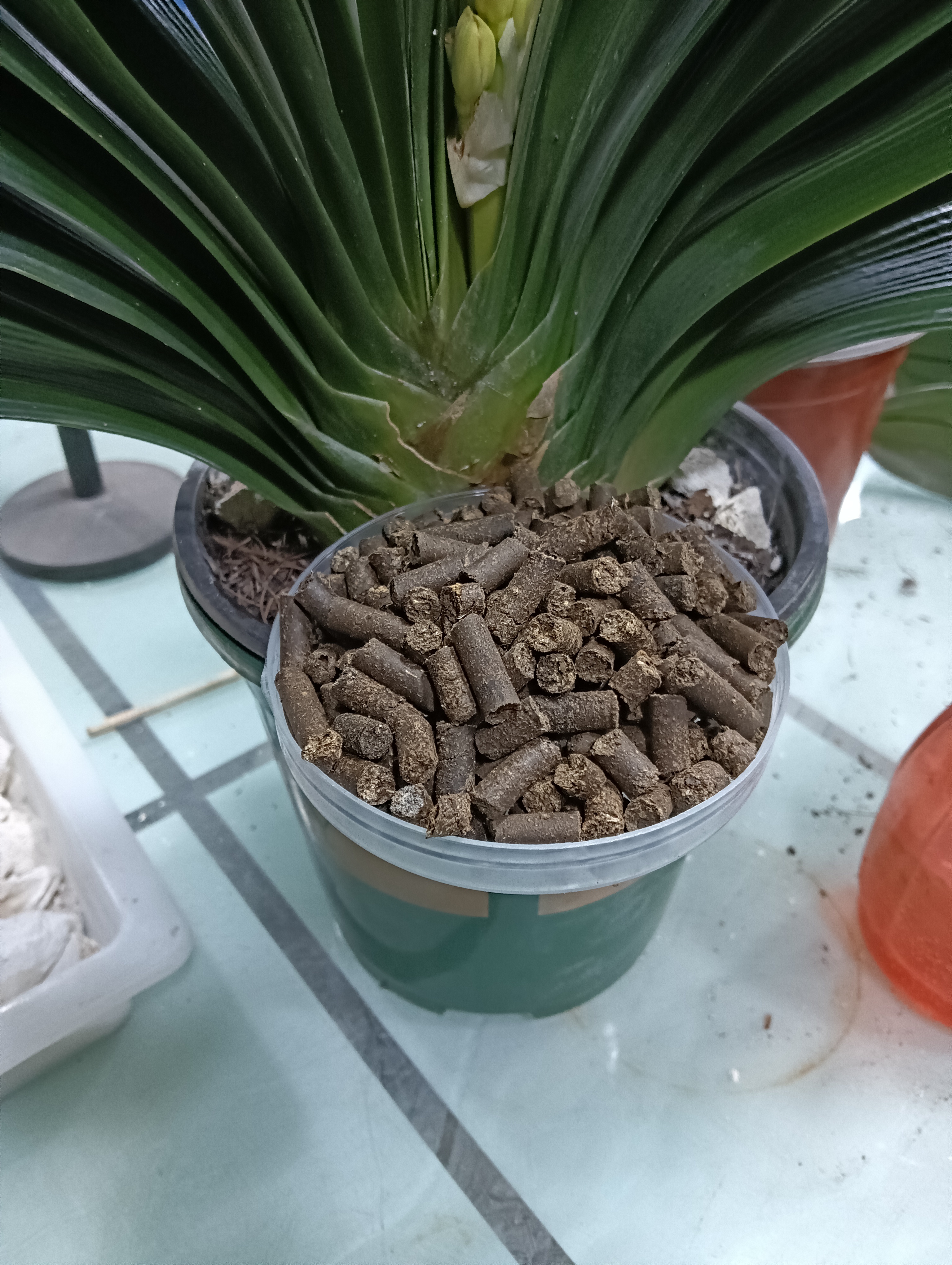 新款加强颗粒基质