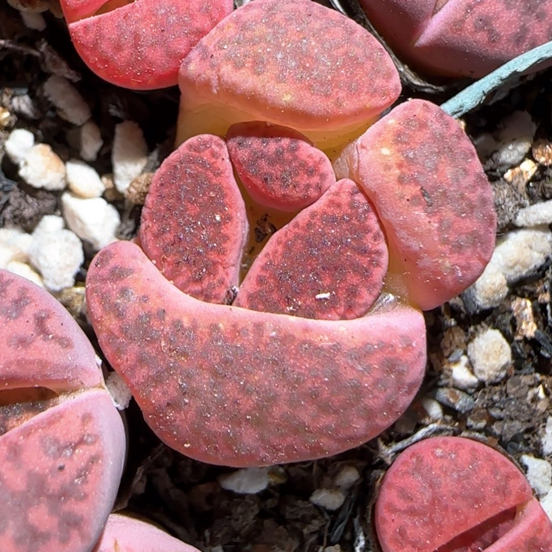 3.6，紫柘榴怪怪的一颗，9040