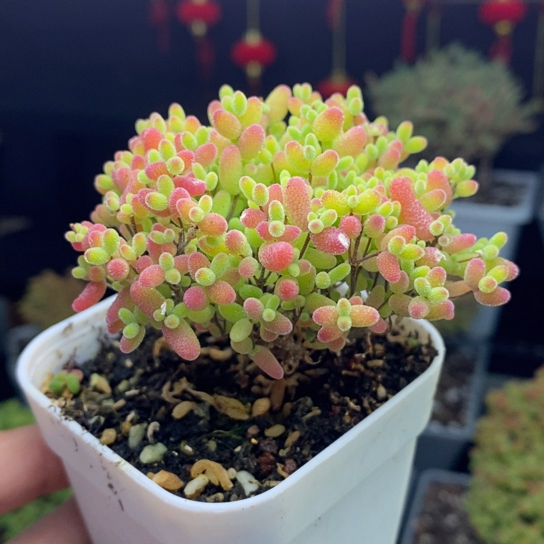 c117号蜜橘糖球枝干多肉