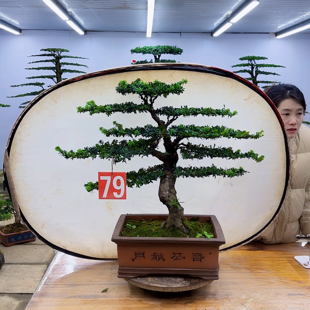 无花朵盆景直播间一物一拍