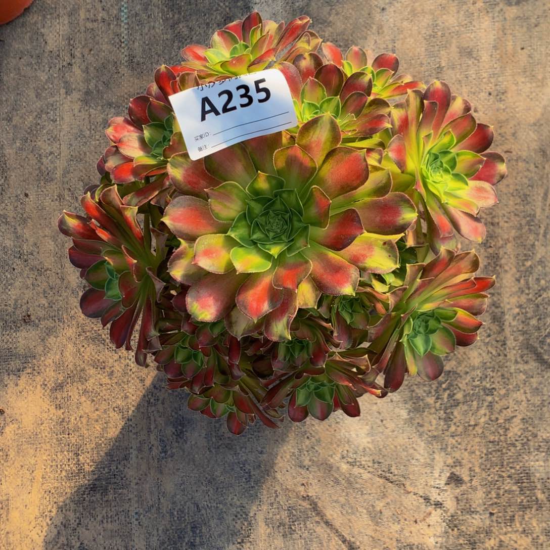 用****3韶华235000000