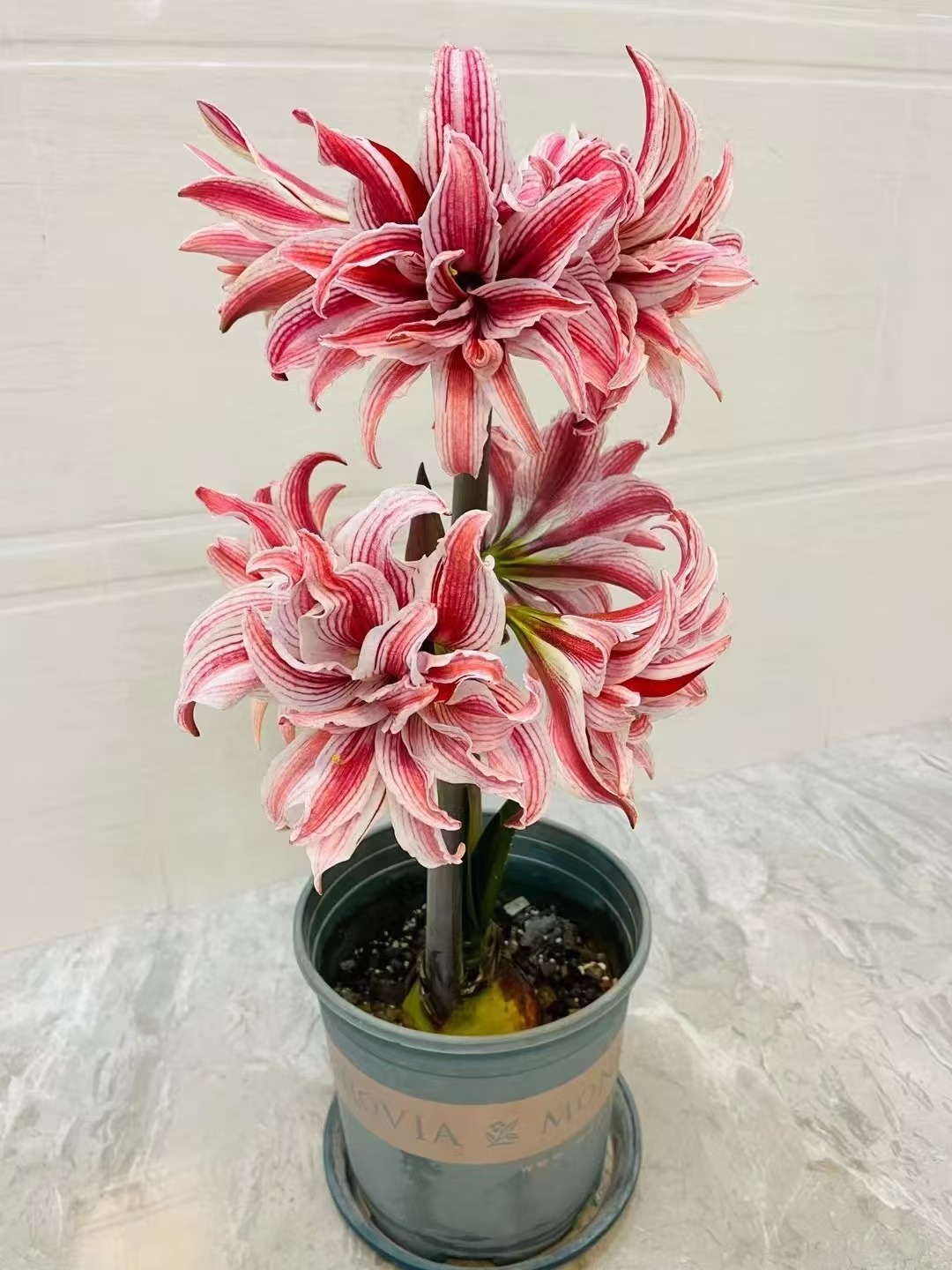 比翼指定的那颗