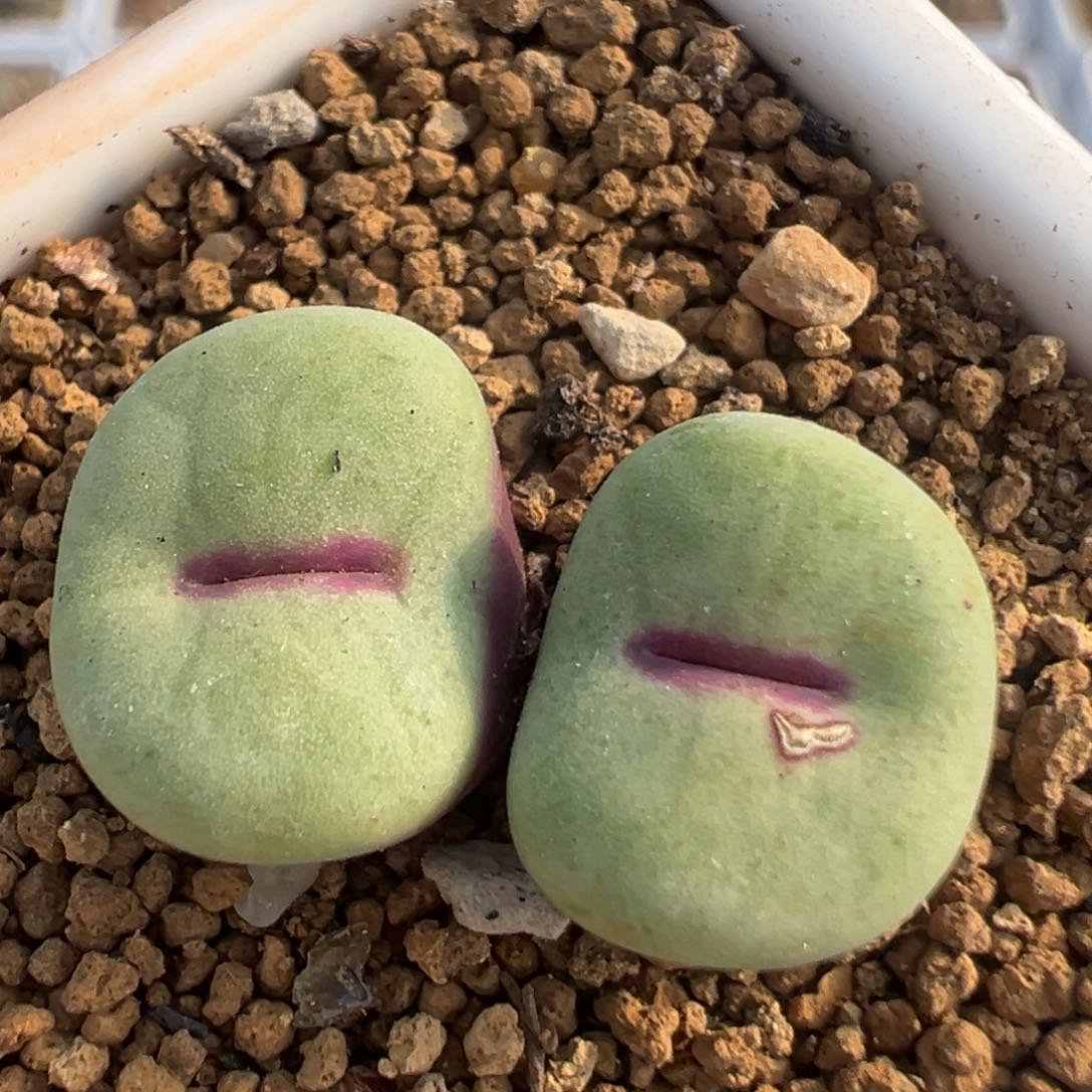 106多肉植物百科知识