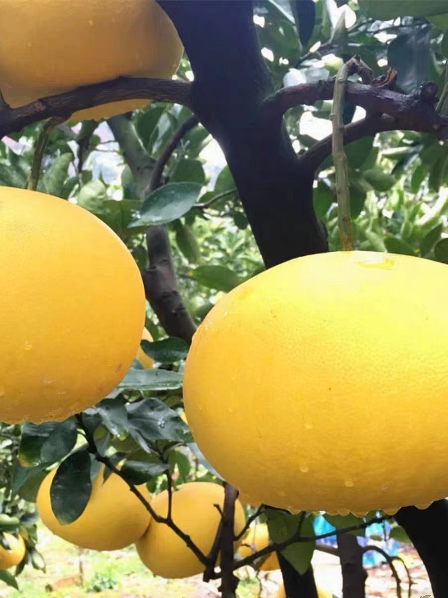 小果2果4.5斤正宗玉环文旦新鲜采摘酸甜适可饱满当季水果基地直发