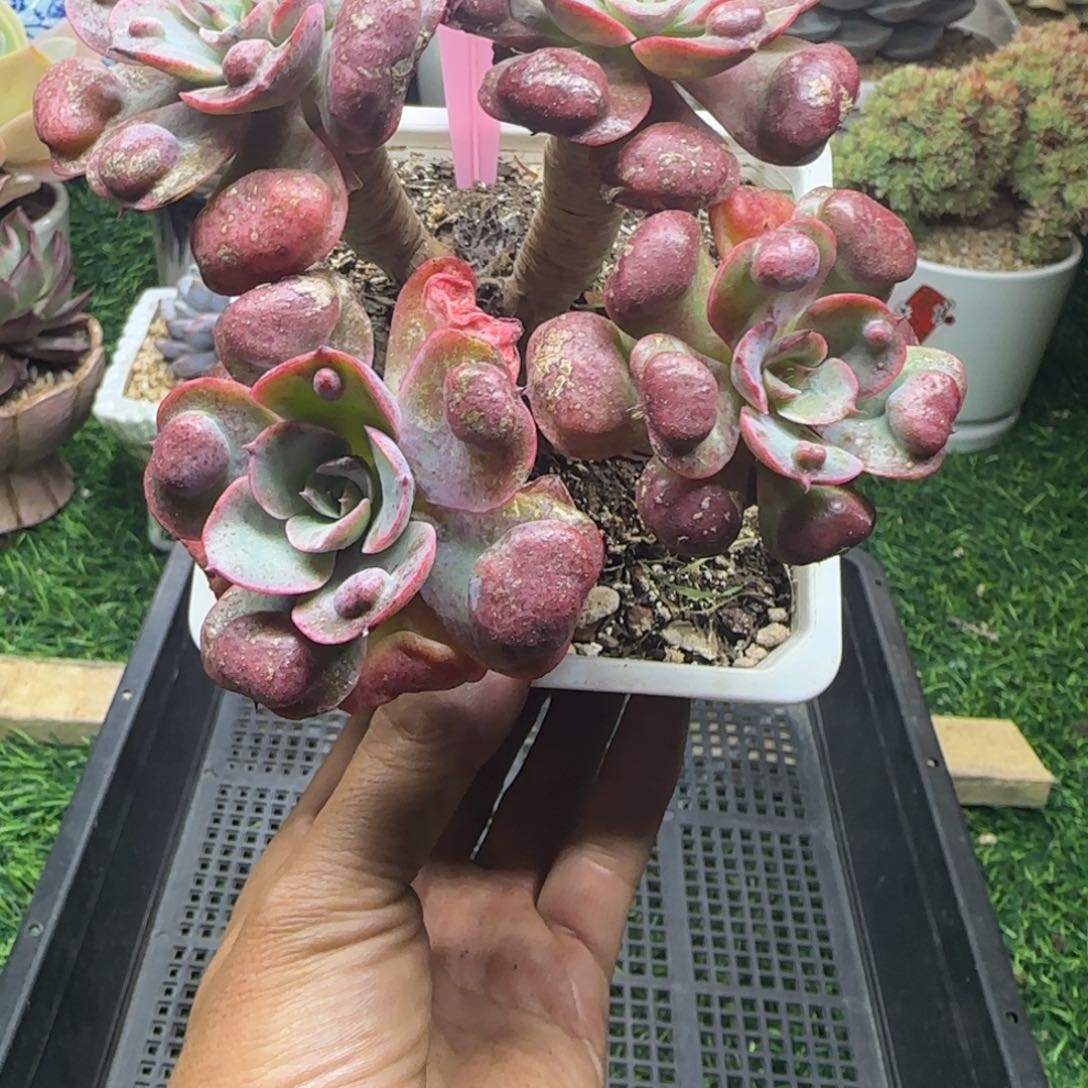 锦安精品多肉植物274