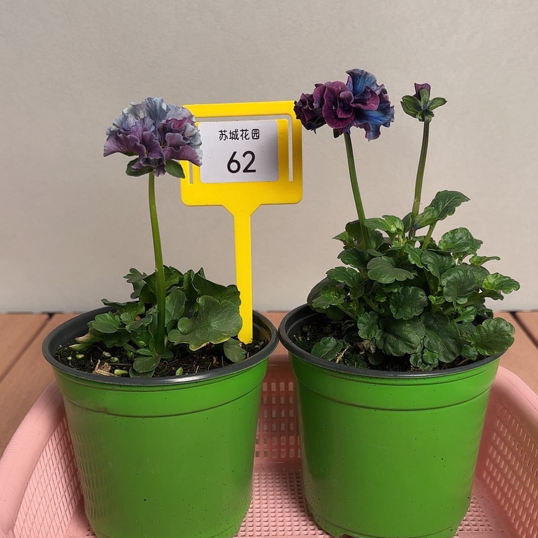 大部分开放少量花苞62