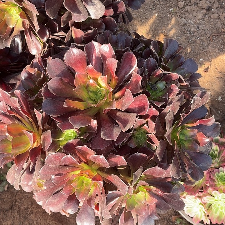 花纳大绣球短叶片一颗包邮