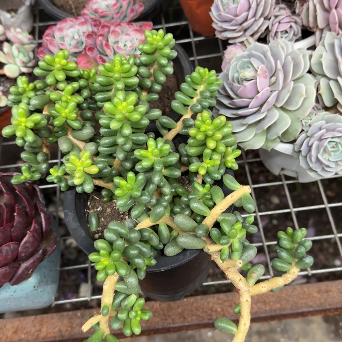 绿龟卵整装整群老桩