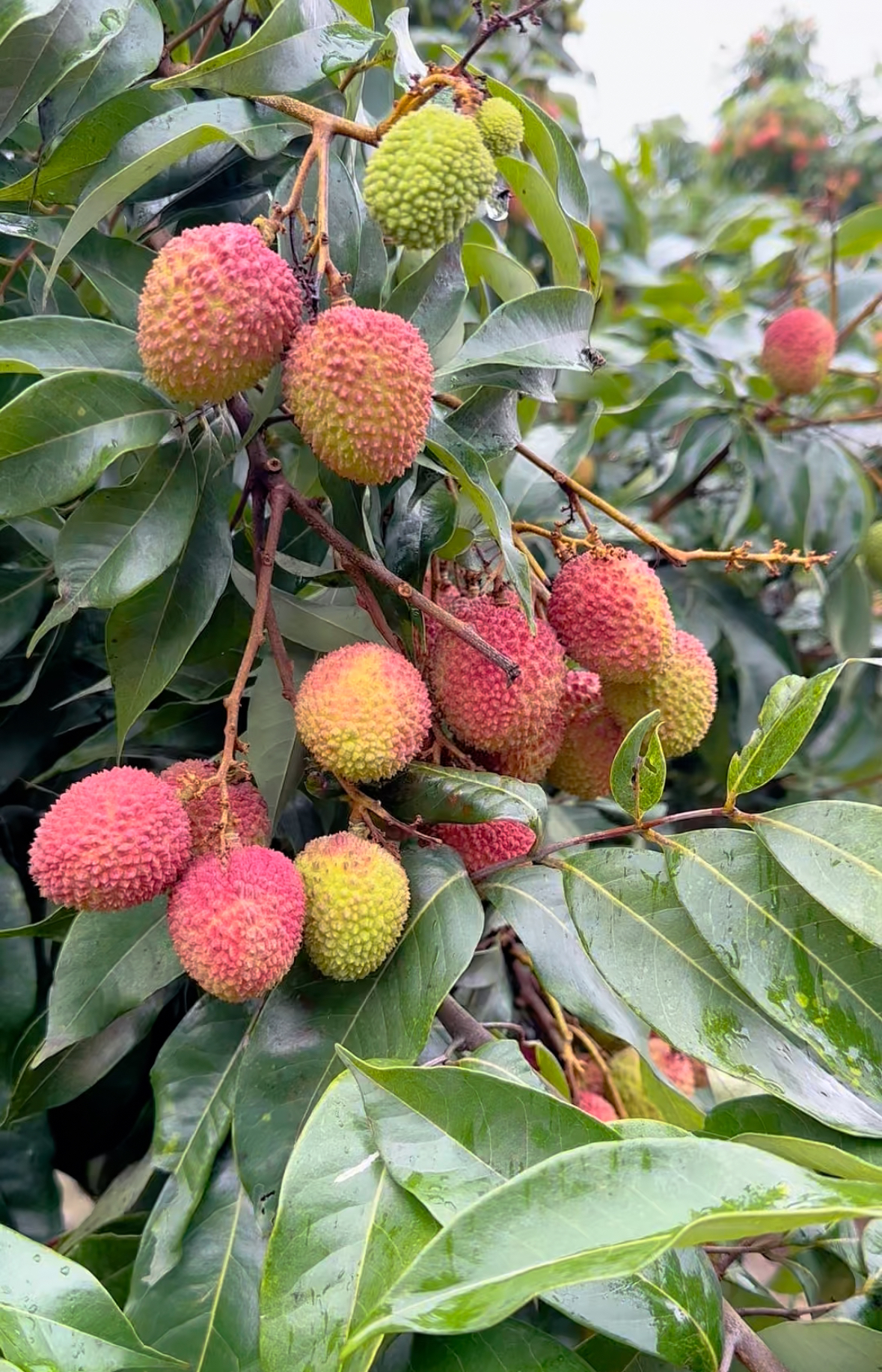 广东阳江妃子笑 新鲜荔枝 现摘现发