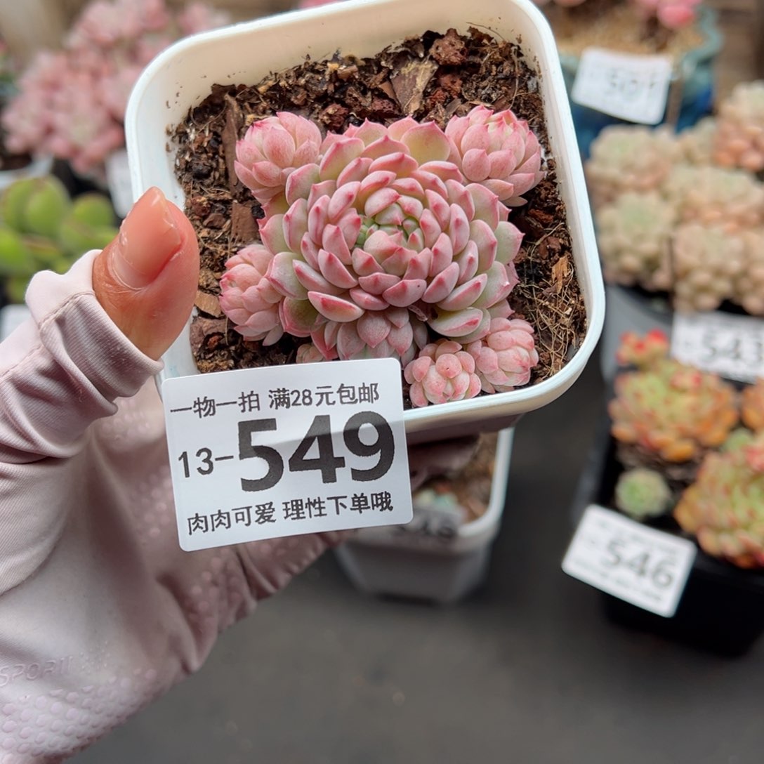 小粉梅多肉多肉多肉多肉