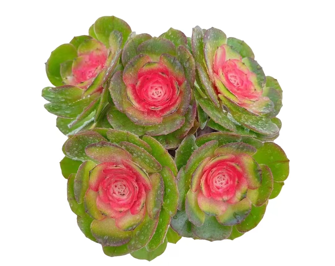 Y彩虹法师拍一发二【元旦迎新】【年宵纳福】年宵花 多肉植物 带盆