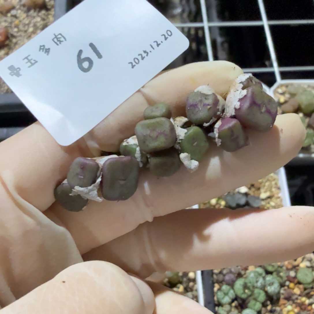 鸭***黑多肉多肉多肉12.20-061