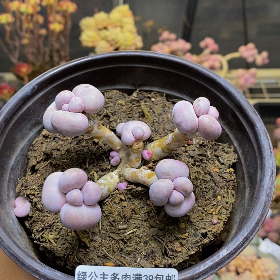 707芭比奶多肉7c m