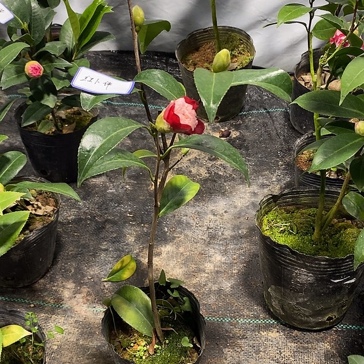 红扑半茶花茶花茶花