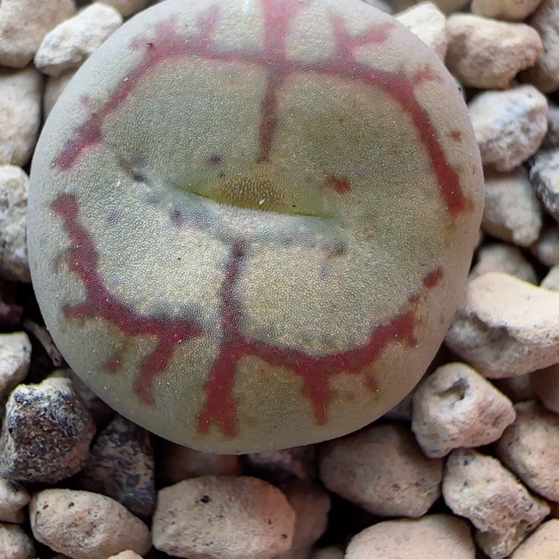 精品多肉八重毛杂3号